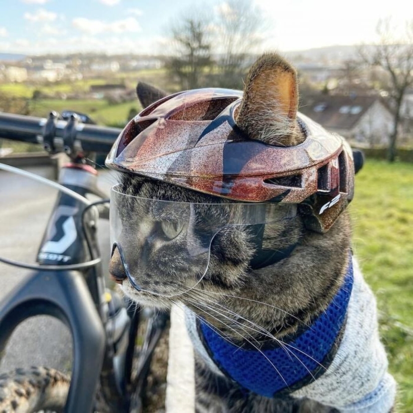 Skiing, surfing, parachuting: the cat from Instagram lives a hundred times more interesting than you