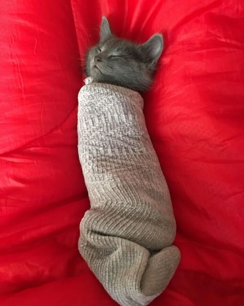 Sleep is a sacred thing: 35 photos of kittens, after which you will want to take a nap