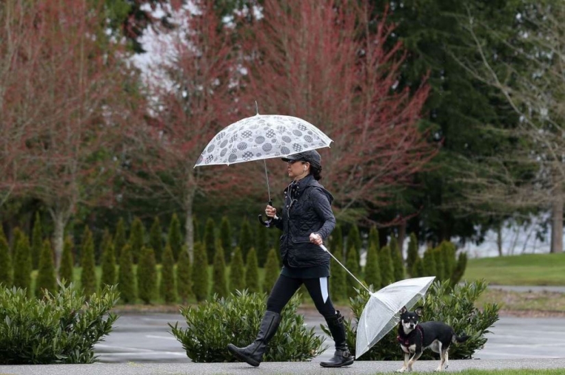 Smart animals with umbrellas