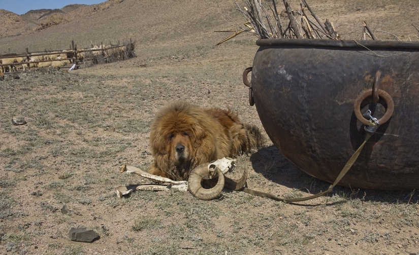Snow Lions: from Tibet to Kazakhstan