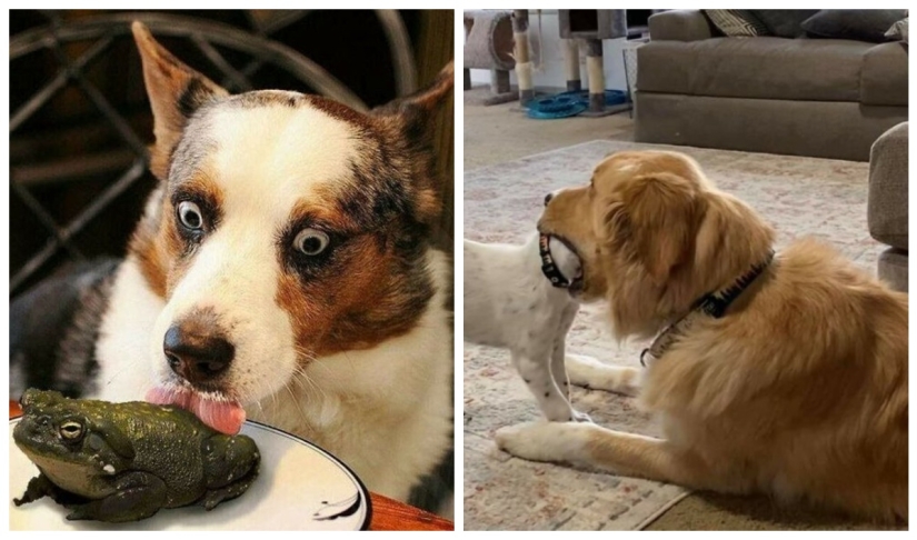 So different, but so similar: 22 funny photos with animals