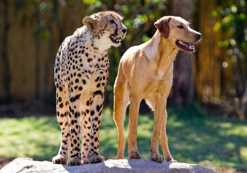 Sobre la amistad de los gatos con los perros