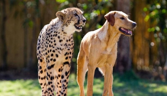 Sobre la amistad de los gatos con los perros Sobre la amistad de los gatos con los perros