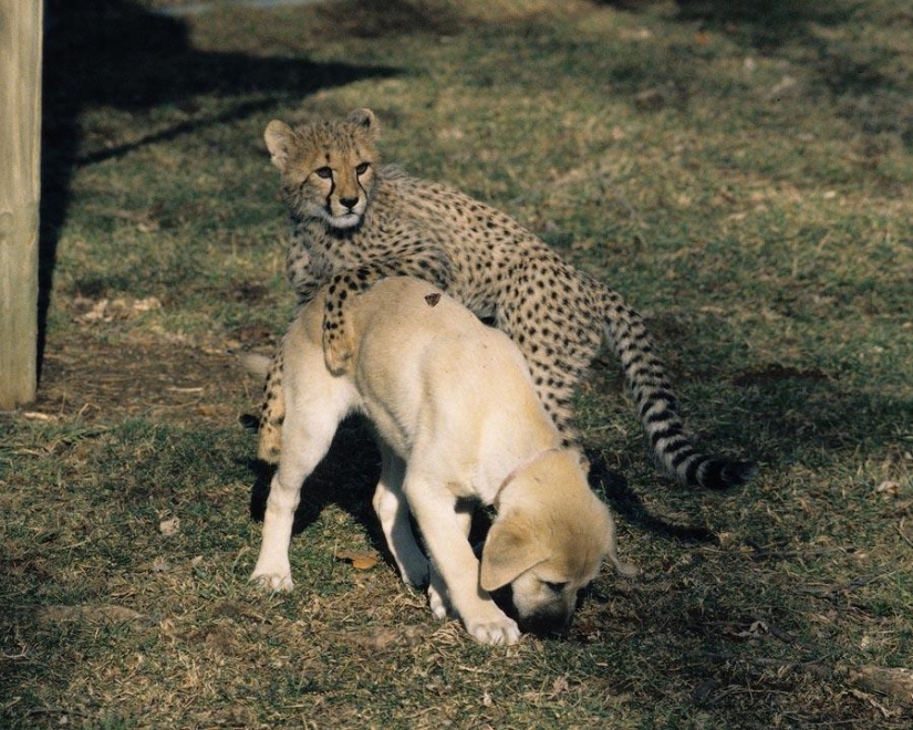 Sobre la amistad de los gatos con los perros