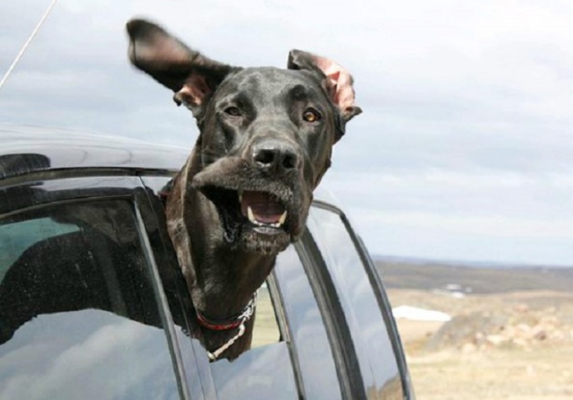 Solo el viento, solo la felicidad está por delante: 29 perros que son golpeados en la cara por el viento