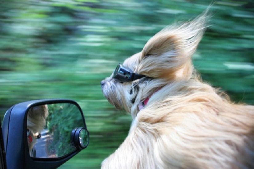 Solo el viento, solo la felicidad está por delante: 29 perros que son golpeados en la cara por el viento