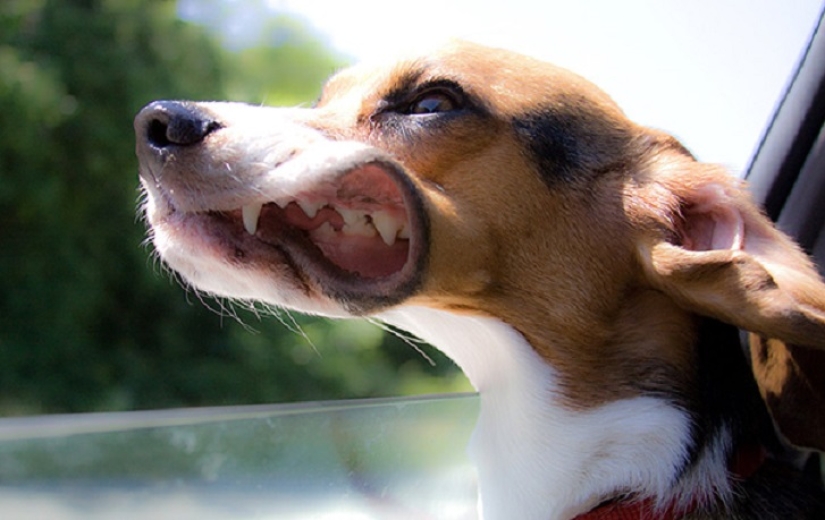 Solo el viento, solo la felicidad está por delante: 29 perros que son golpeados en la cara por el viento