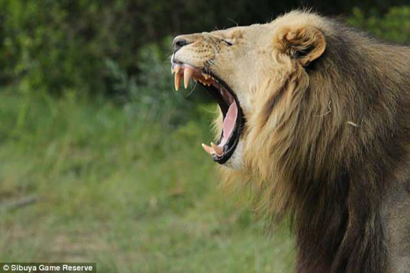 Solo quedaron la cabeza y los zapatos: en Sudáfrica, los leones devoraron a los cazadores furtivos que cazaban rinocerontes
