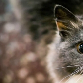 Sometimes they come back