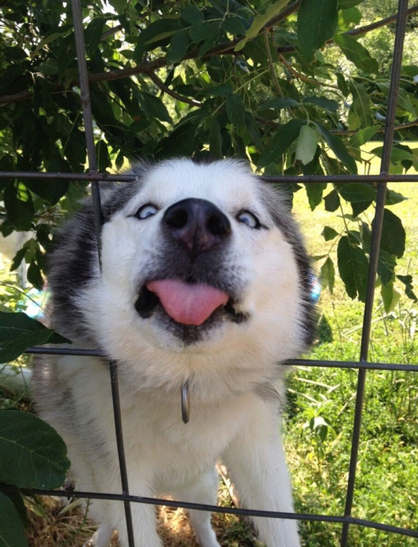 Sonrisa: si los animales pudieran hablar, te pedirían que borraras estas fotos infernales