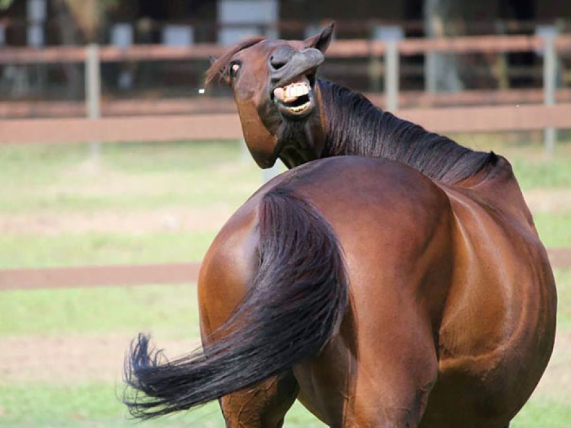 Sonrisa: si los animales pudieran hablar, se le pedirá que retire esas infernales foto