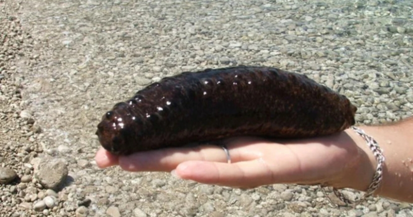 Spits own bodies and behaves like a suicide bomber: a fun life as a sea cucumber