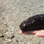 Spits own bodies and behaves like a suicide bomber: a fun life as a sea cucumber