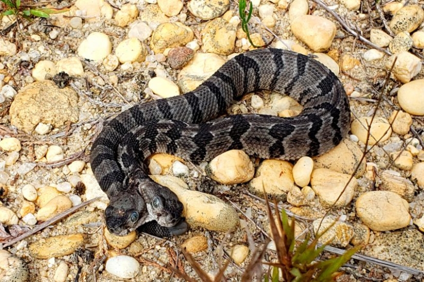 Split personality: a snake with two competing heads was found in the States