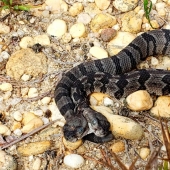 Split personality: a snake with two competing heads was found in the States