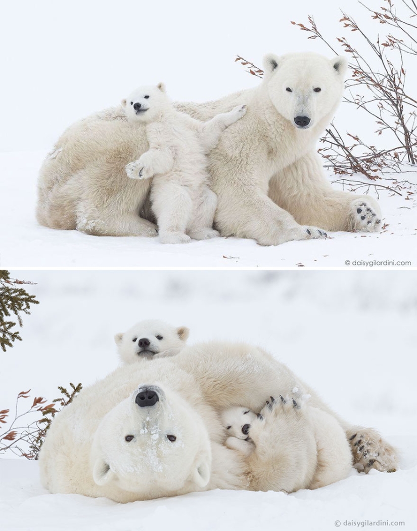 Spooning snow in the way: the sweetest mother bears teach the cubs mind-to-mind