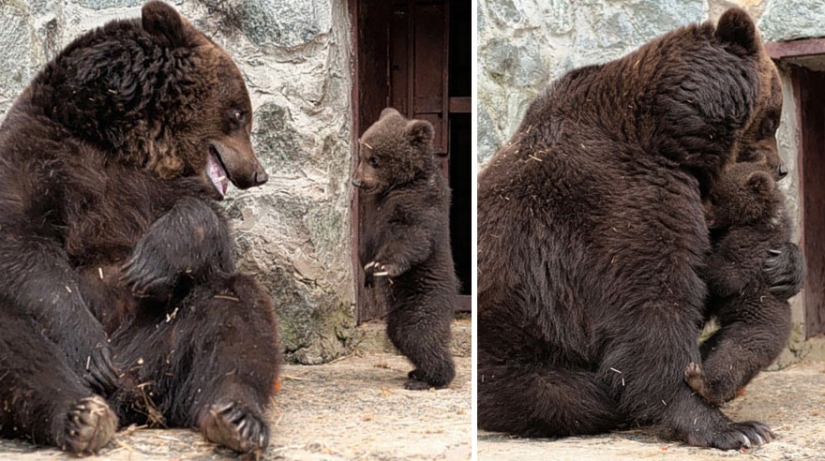 Spooning snow in the way: the sweetest mother bears teach the cubs mind-to-mind