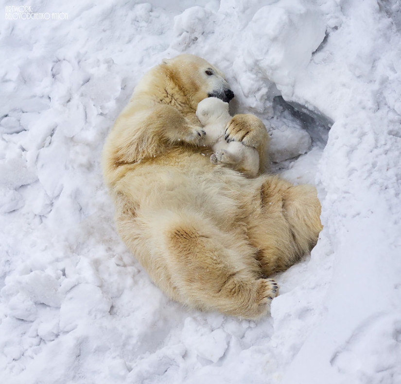 Spooning snow in the way: the sweetest mother bears teach the cubs mind-to-mind