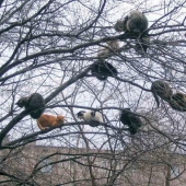 Spring has come — the cats have arrived!