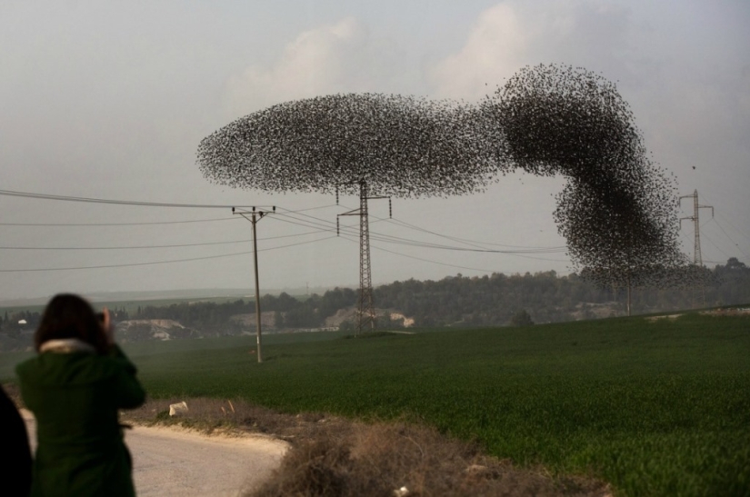 Starling dance in Israel