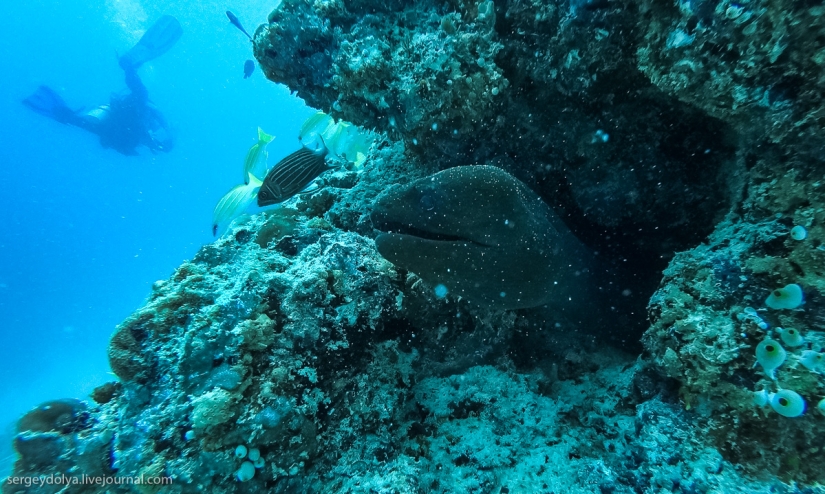 Steel aqualungs: how we swam with moray eels