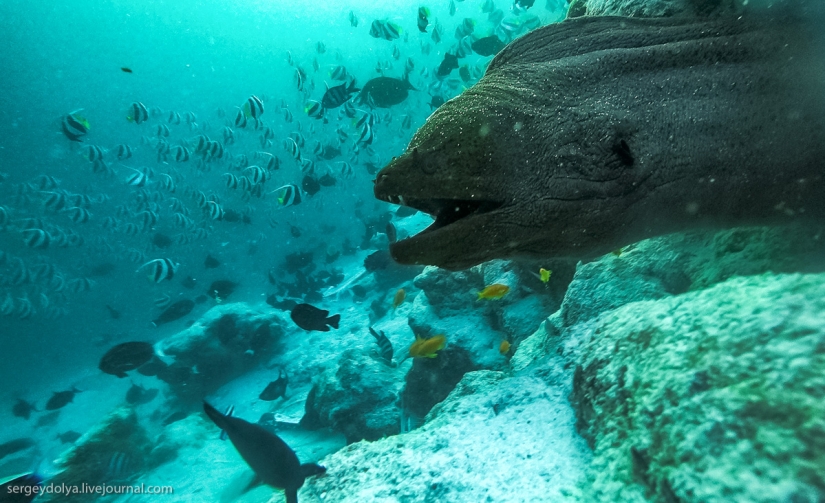 Steel aqualungs: how we swam with moray eels