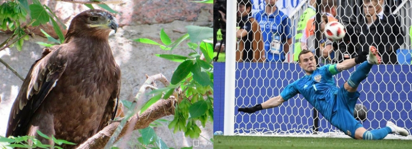 Steppe eagle named Akinfeev: Moscow Zoo named a chick in honor of the goalkeeper of the Russian national team