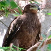 Steppe eagle named Akinfeev: Moscow Zoo named a chick in honor of the goalkeeper of the Russian national team