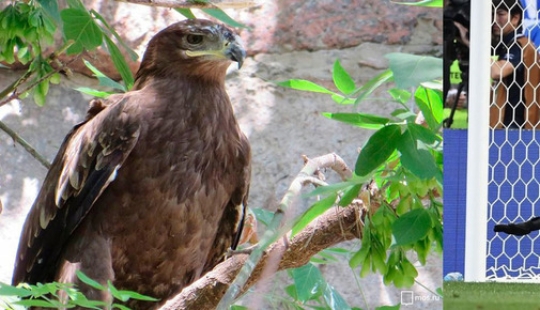 Steppe eagle named Akinfeev: Moscow Zoo named a chick in honor of the goalkeeper of the Russian national team