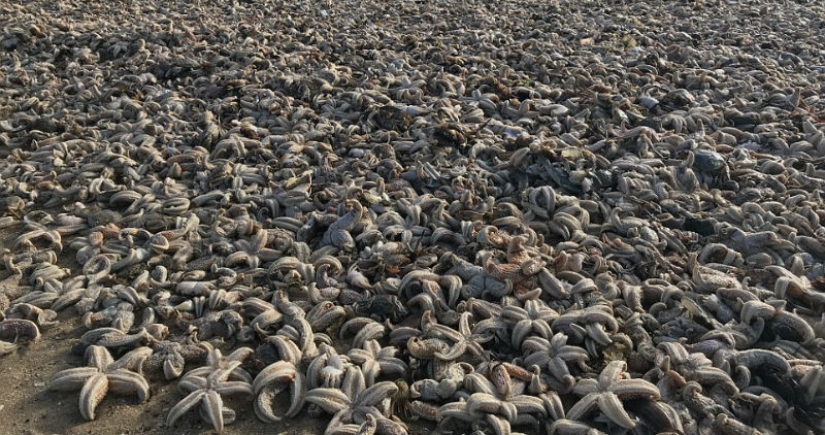 Storm Emma dumped tens of thousands of dead marine animals on British coasts
