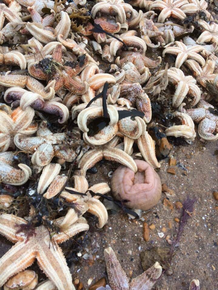 Storm Emma dumped tens of thousands of dead marine animals on British coasts