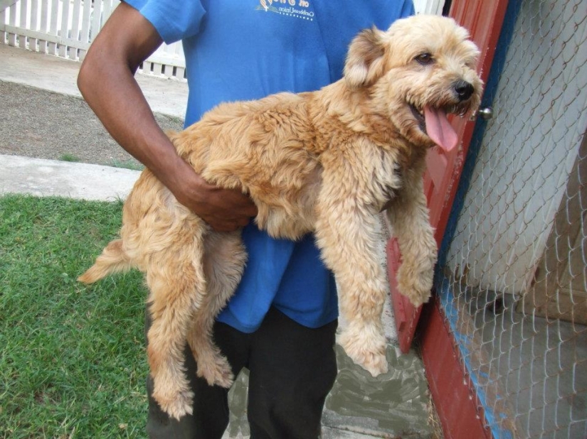 Stray dogs before and after the shelter