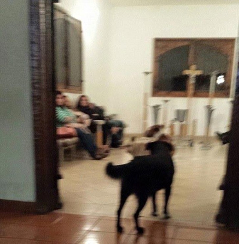 Stray dogs came to the funeral of the woman who fed them to say goodbye to the deceased