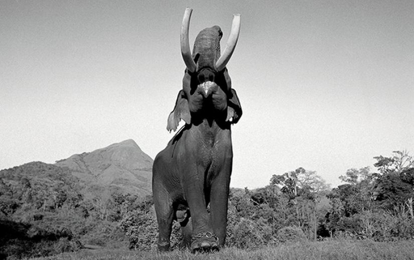Strong photos about the difficult relationship of Asians with elephants