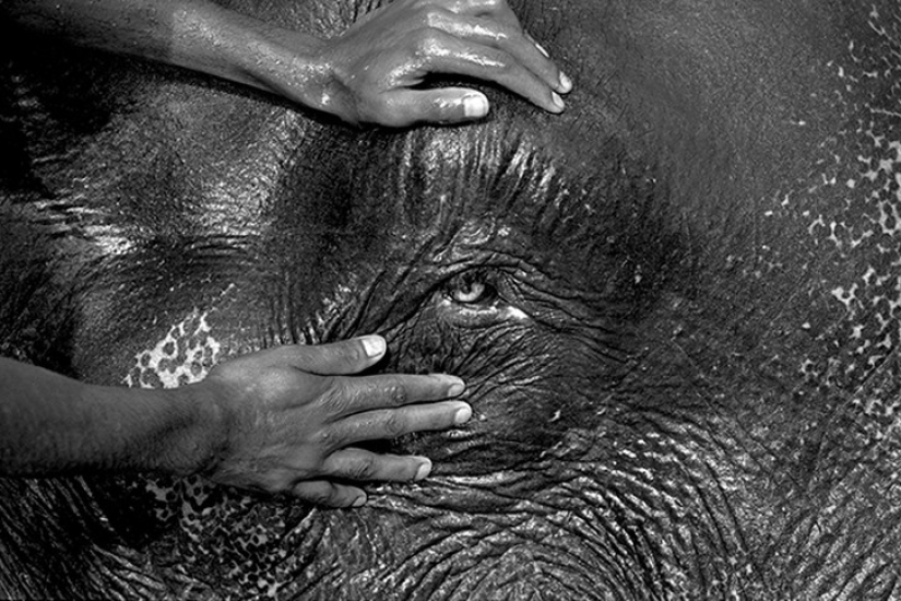 Strong photos about the difficult relationship of Asians with elephants