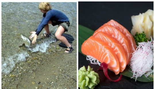 Students of Japanese schools grow fish, and then decide whether to eat it or release it into the ocean