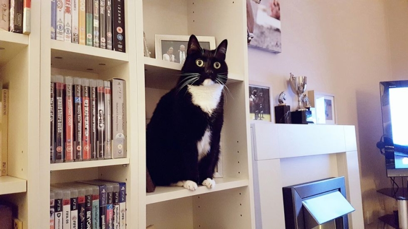 Stunned cat Zelda wins hearts on the Internet with her freaky look