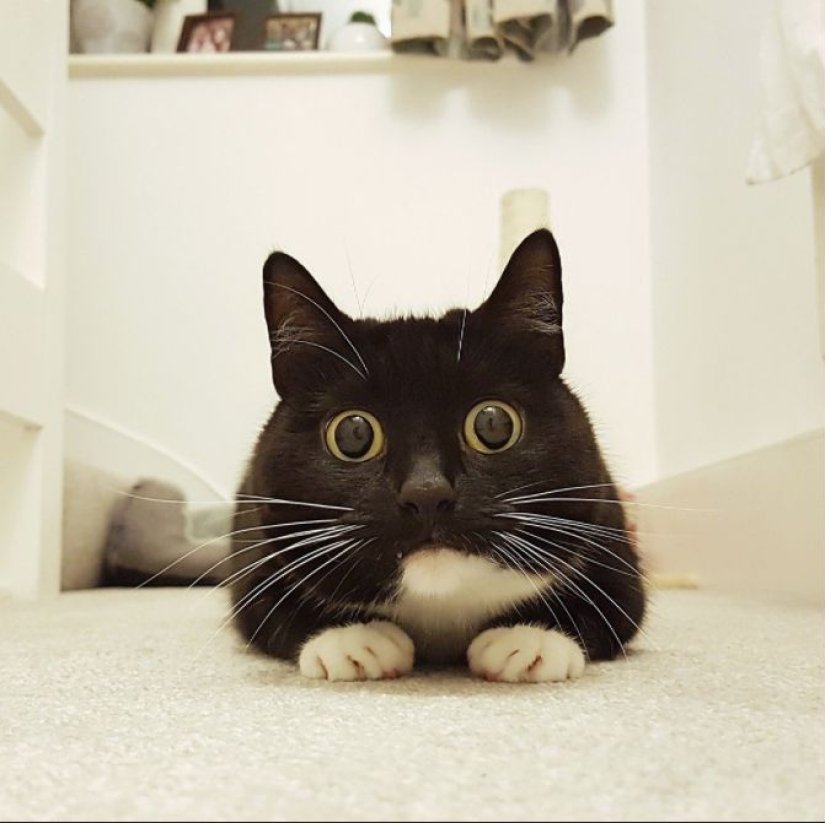 Stunned cat Zelda wins hearts on the Internet with her freaky look