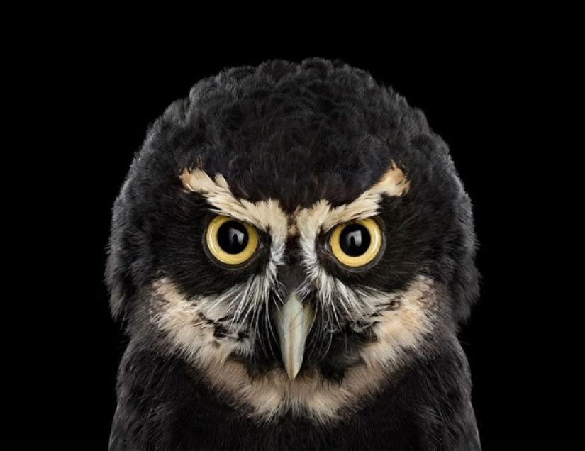 Stunning portraits of wild owls
