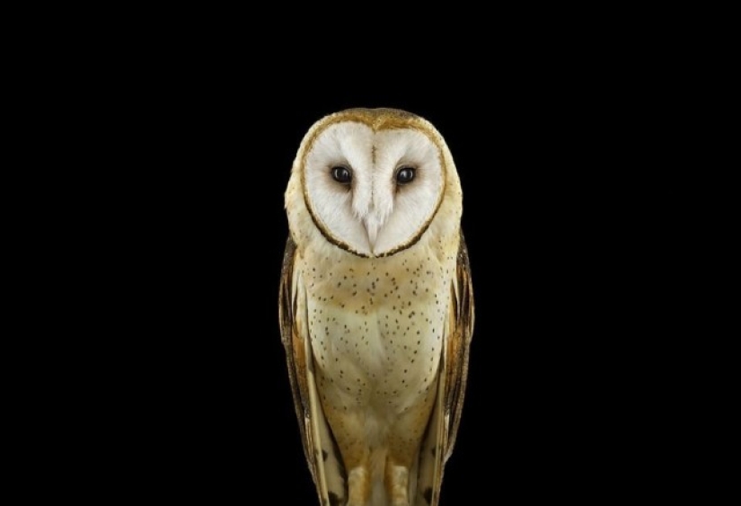 Stunning portraits of wild owls