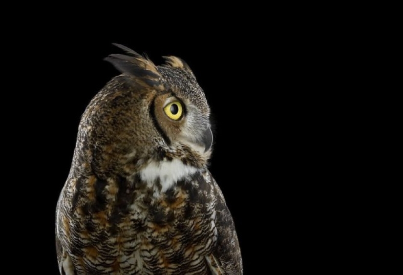 Stunning portraits of wild owls