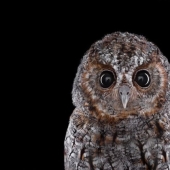 Stunning portraits of wild owls
