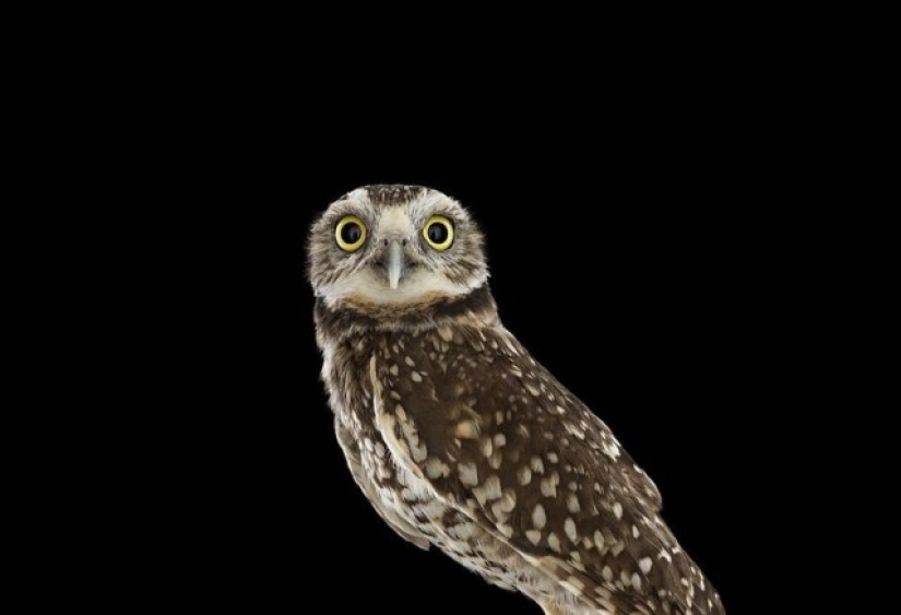 Stunning portraits of wild owls