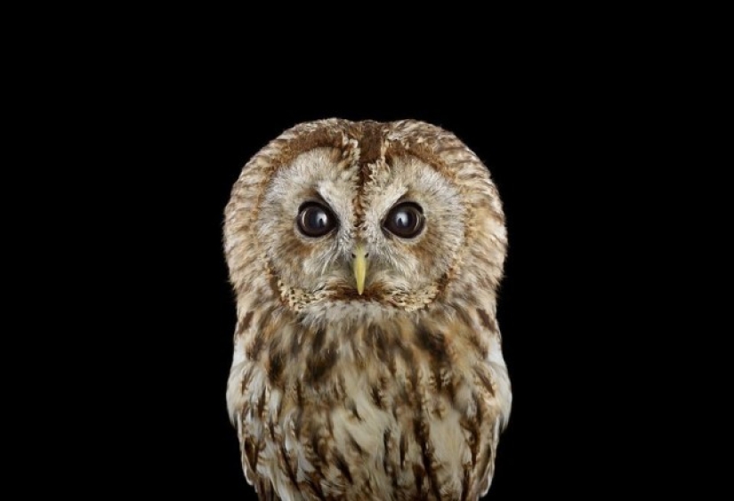 Stunning portraits of wild owls