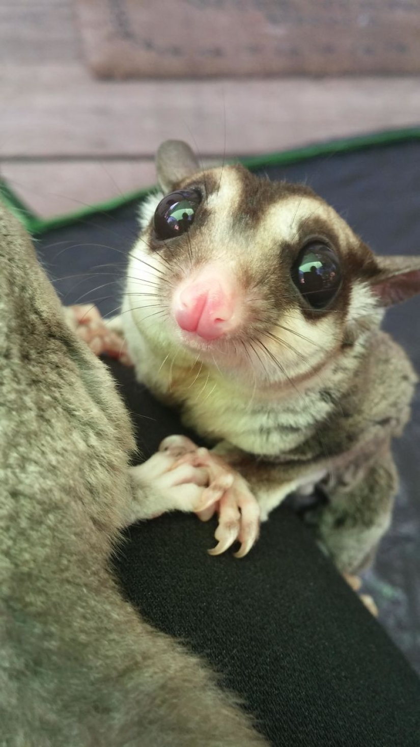 Sugar possums are the sweetest animals in the world