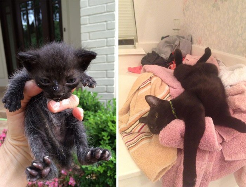 Surviving cats who were rescued and loved — before and after photos