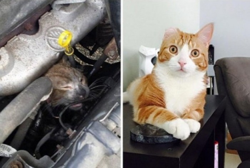 Surviving cats who were rescued and loved — before and after photos