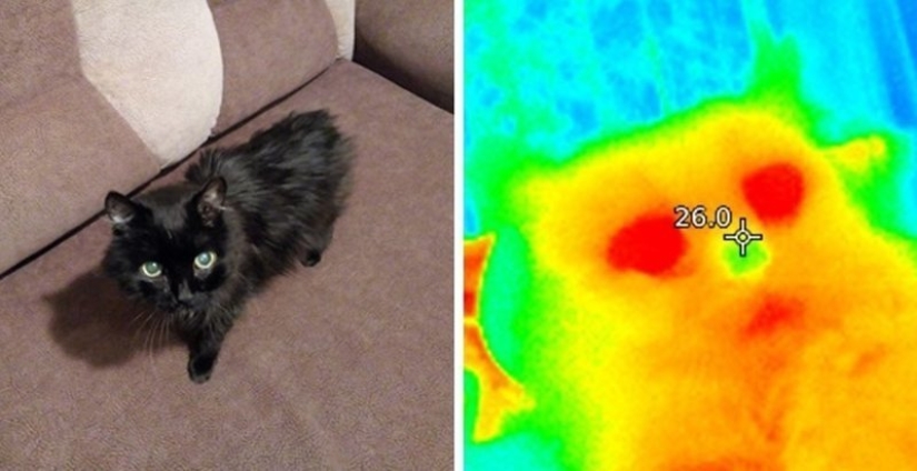Take care of your family and warmth! How familiar things look through a thermal imager
