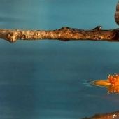 Tale of nature from Ukrainian photographer Vyacheslav Mishchenko