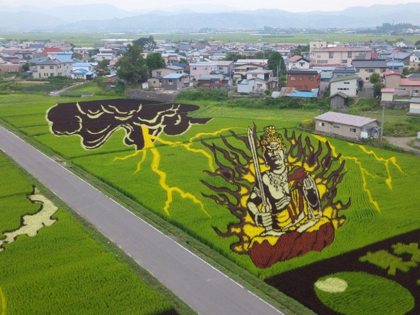 Tambo Art-pinturas increíbles en los campos de arroz de Japón